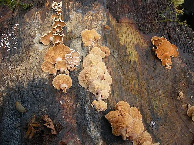 Panellus stipticus var. albidotomentosus  ?